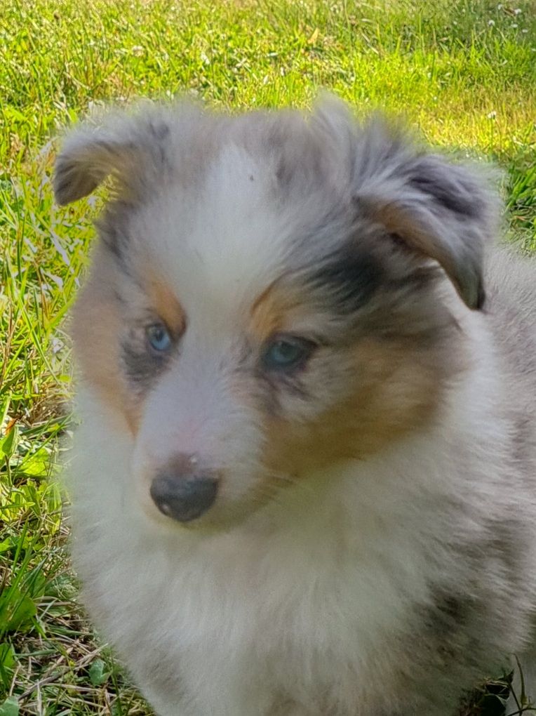 Du Val Pontois - Chiot disponible  - Shetland Sheepdog