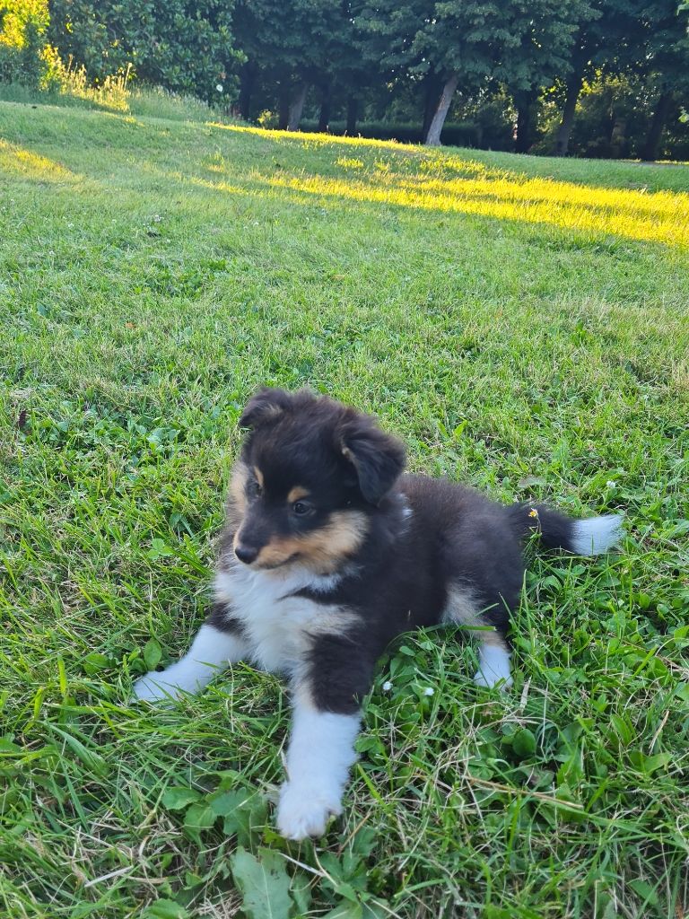 Du Val Pontois - Chiot disponible  - Shetland Sheepdog