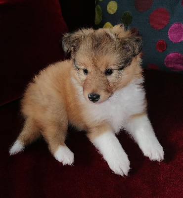 Du Val Pontois - Shetland Sheepdog - Portée née le 22/05/2024