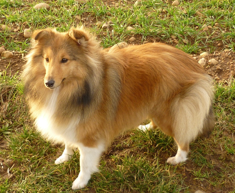 Tarentaine & Shelachan Golden fever