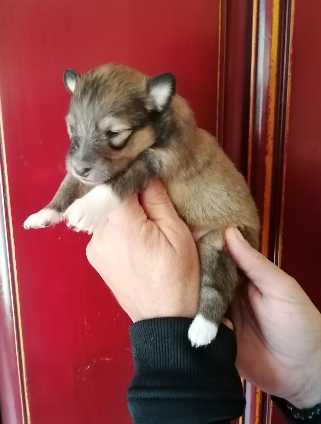 Du Val Pontois - Chiots disponibles - Shetland Sheepdog