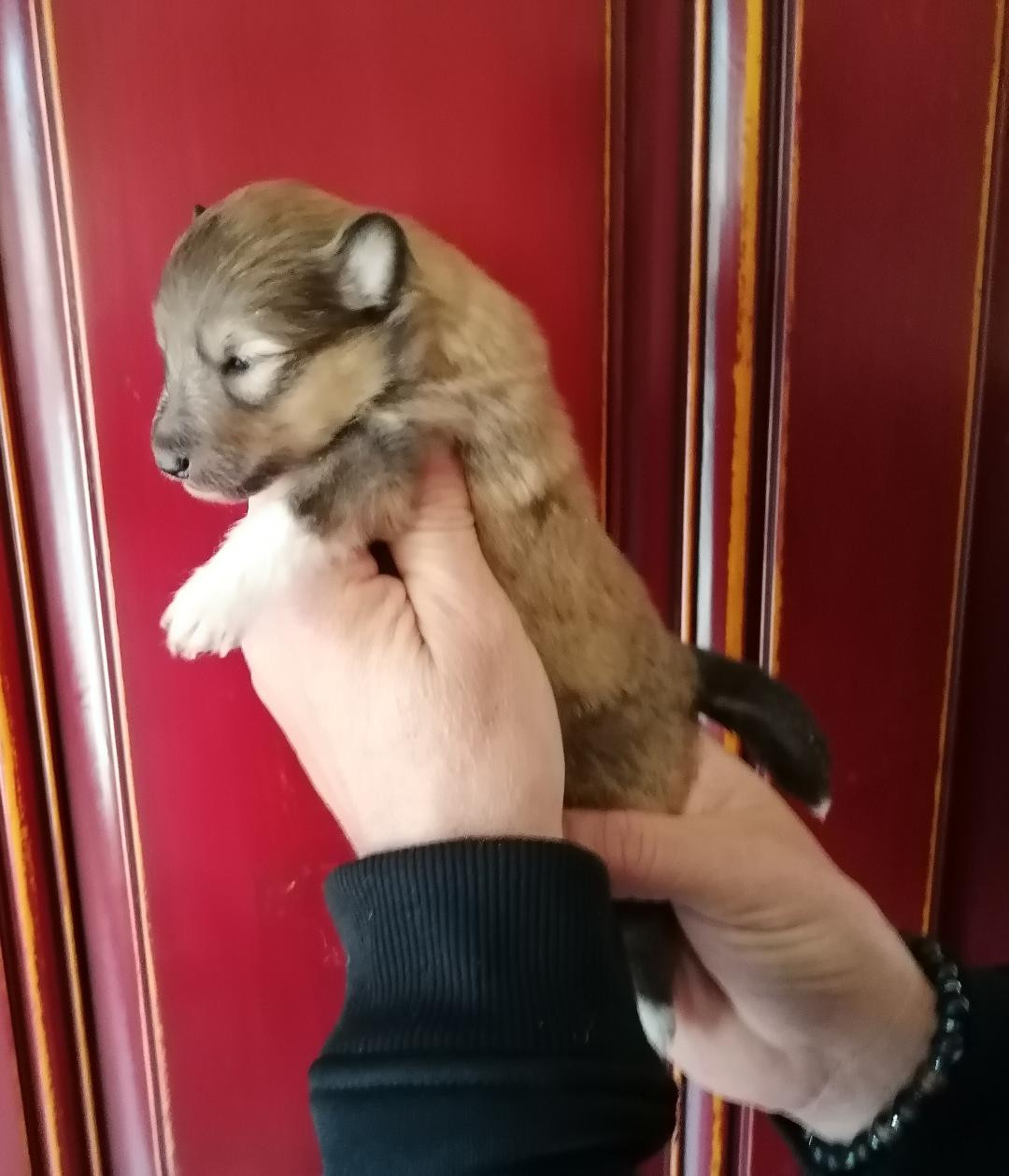 Du Val Pontois - Chiots disponibles - Shetland Sheepdog