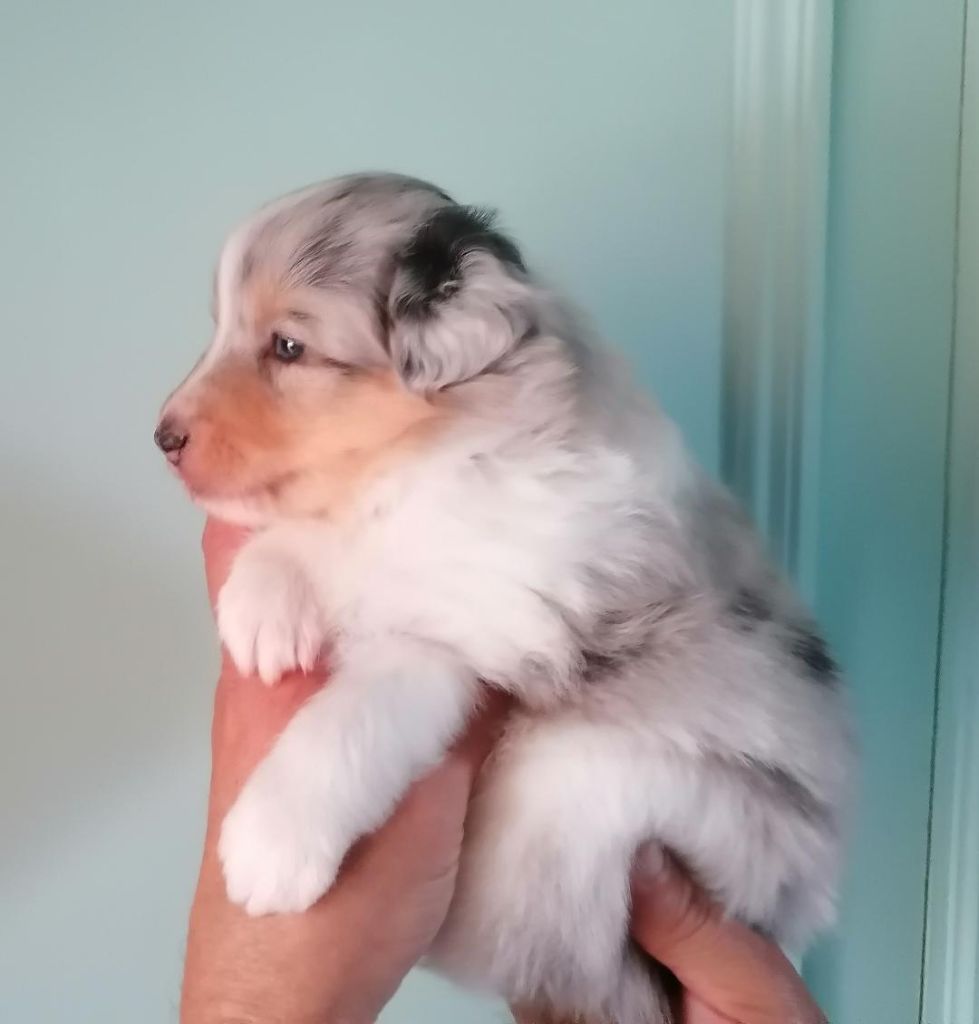 Du Val Pontois - Chiots disponibles - Shetland Sheepdog