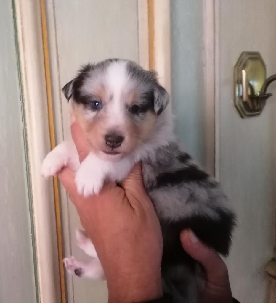 Du Val Pontois - Chiots disponibles - Shetland Sheepdog