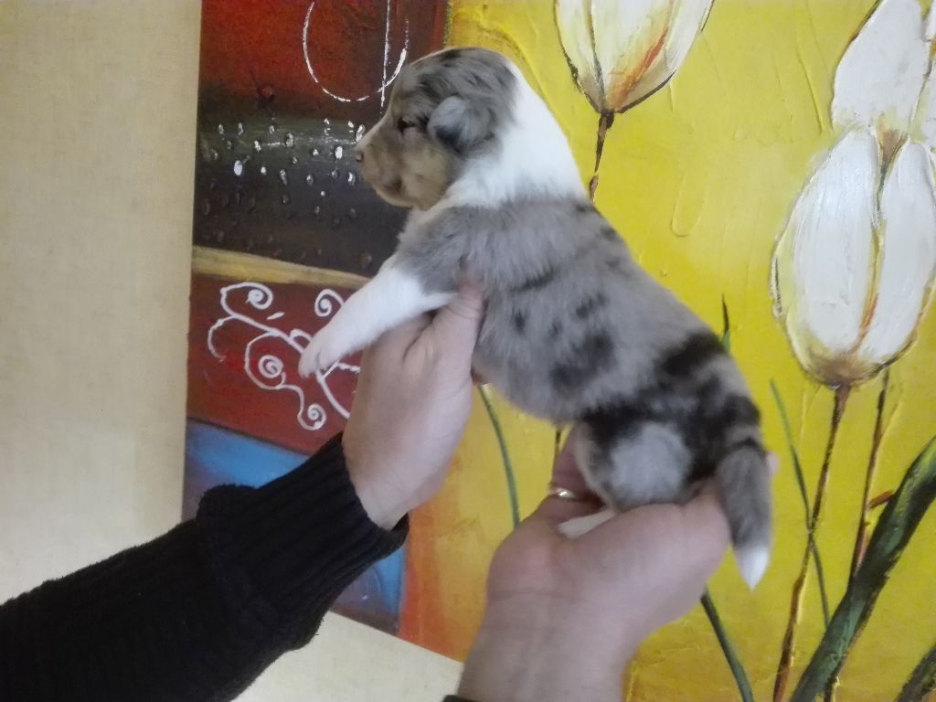 CHIOT