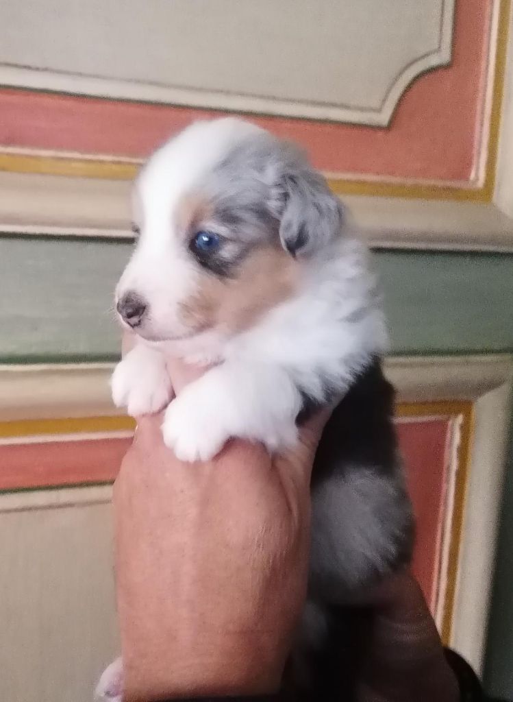 Du Val Pontois - Chiots disponibles - Shetland Sheepdog