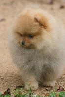 CHIOT