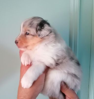 CHIOT 4