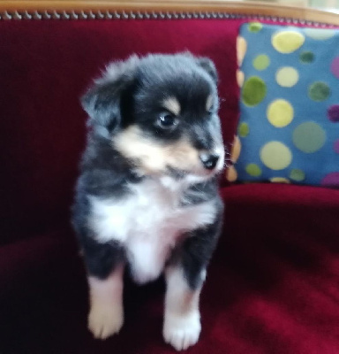 CHIOT 5