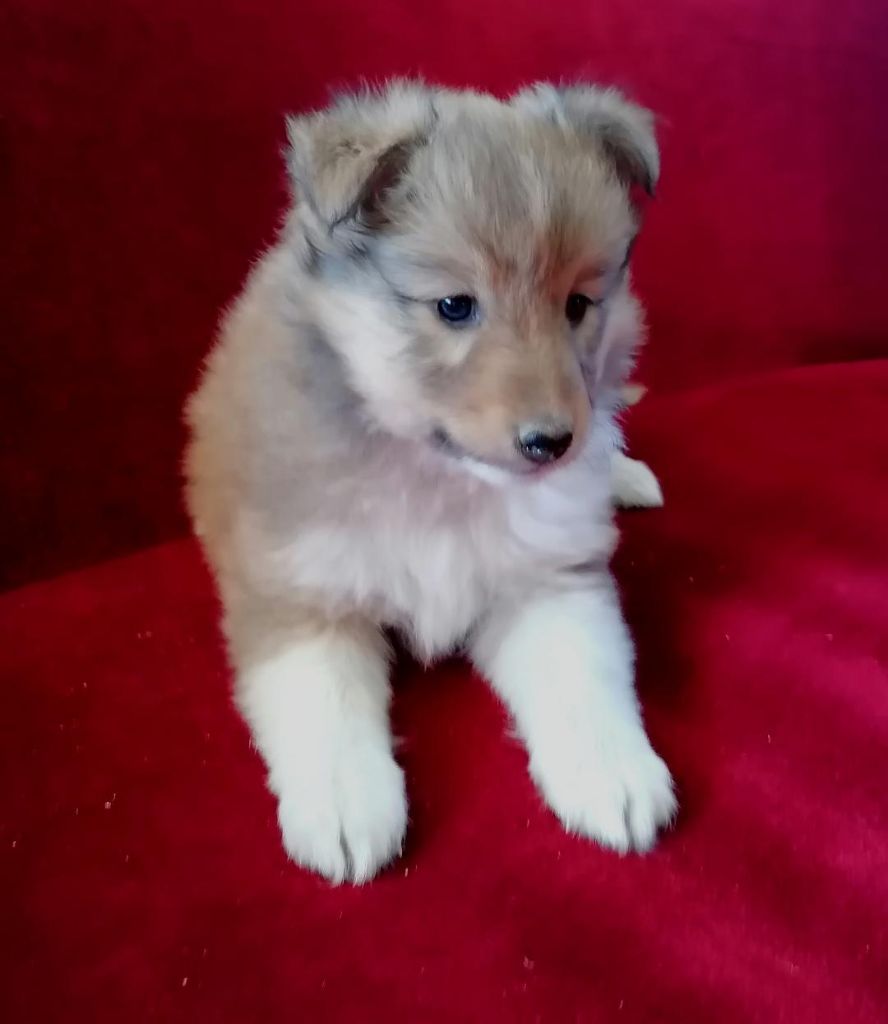 Du Val Pontois - Chiots disponibles - Shetland Sheepdog