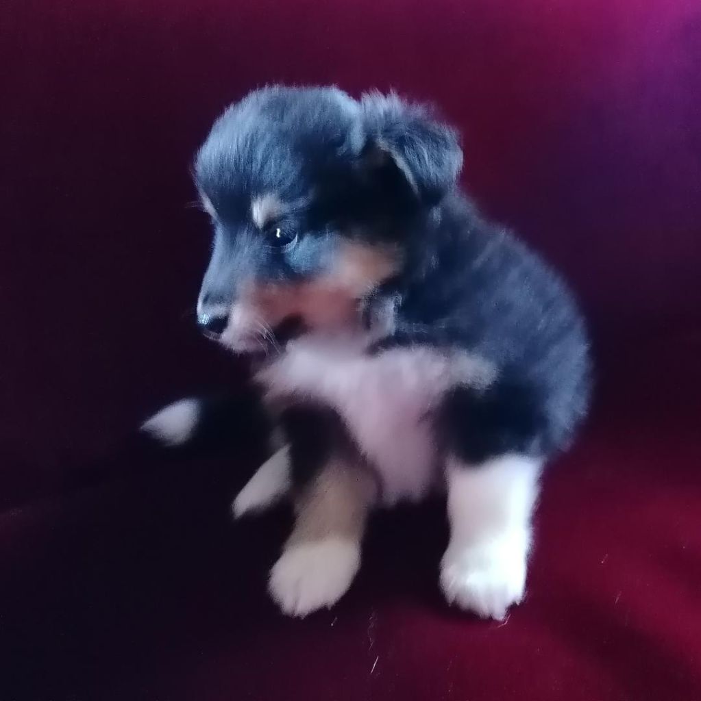 Du Val Pontois - Chiots disponibles - Shetland Sheepdog