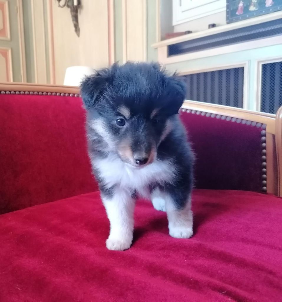 Du Val Pontois - Chiots disponibles - Shetland Sheepdog